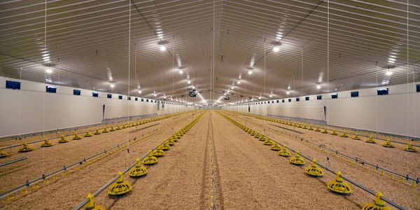 سوله مرغداری - تولید کننده با کیفیت ترین سوله مرغداری - توتال سوله